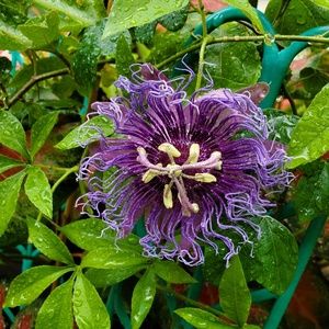 Meet your Posher, Pam